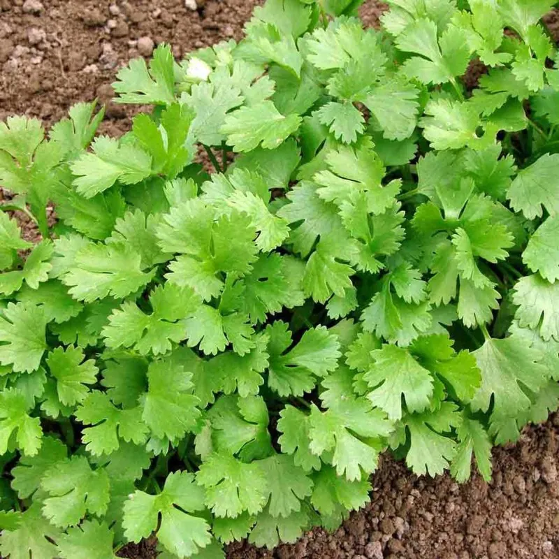 Graines de Herb Coriandre (Coriandrum Sativum)
