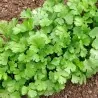 Semillas de Cilantro (Coriandrum Sativum)