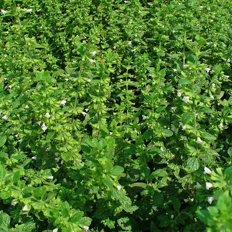 Graines de Mélisse (Melissa Officinalis)