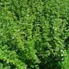 Graines de Mélisse (Melissa Officinalis)
