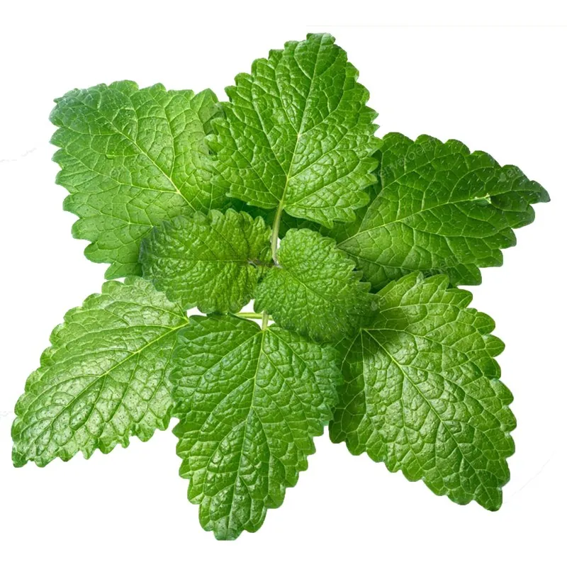 Graines de Mélisse (Melissa Officinalis)