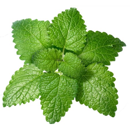Zitronenmelisse Samen (Melissa Officinalis)