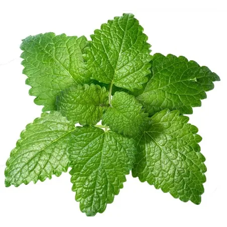 Zitronenmelisse Samen (Melissa Officinalis)