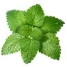 Semillas Aromatica De Melisana (Melissa Officinalis)