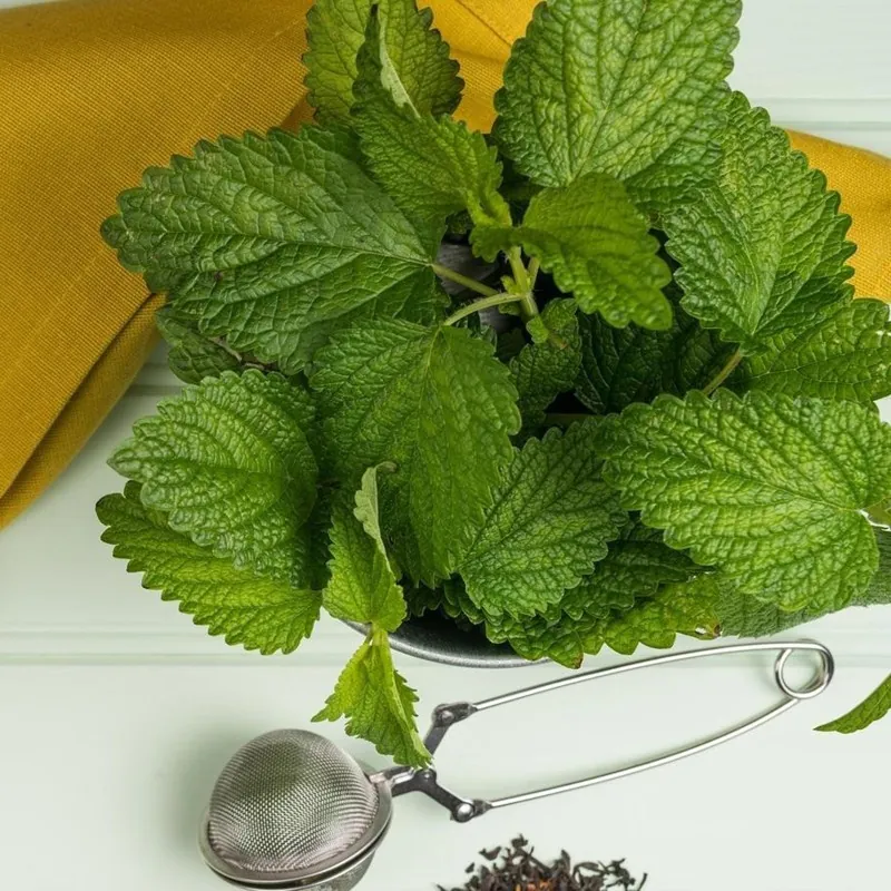 Zitronenmelisse Samen (Melissa Officinalis)