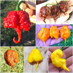 Price: €2.1 - Carolina Reaper frön (röda, bruna, gula) - Seeds Gallery