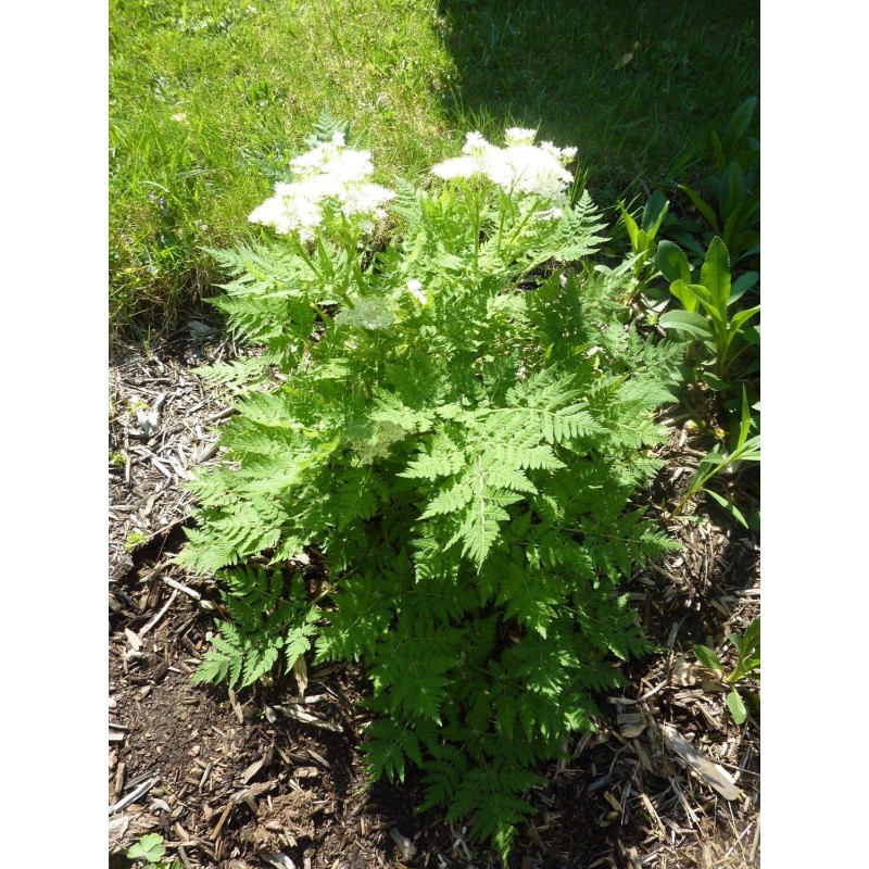 Anise Seeds - Aniseed Herb