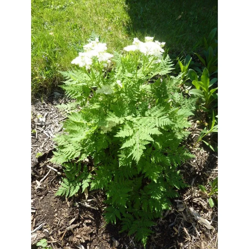 Semi di L'anice comune (Pimpinella anisum)
