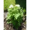 Semi di L'anice comune (Pimpinella anisum)