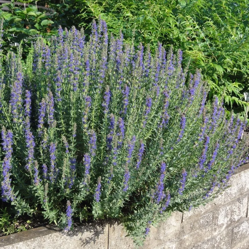 1kg Nasiona Hyzop lekarski (Hyssopus officinalis)