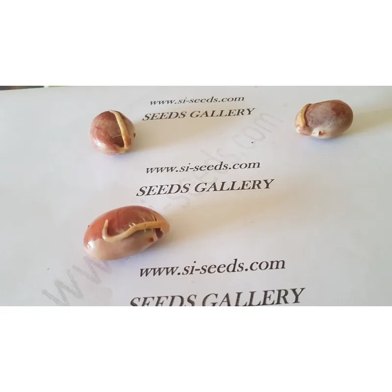 Jackfruchtbaum Samen (Artocarpus heterophyllus) | 5,00 €