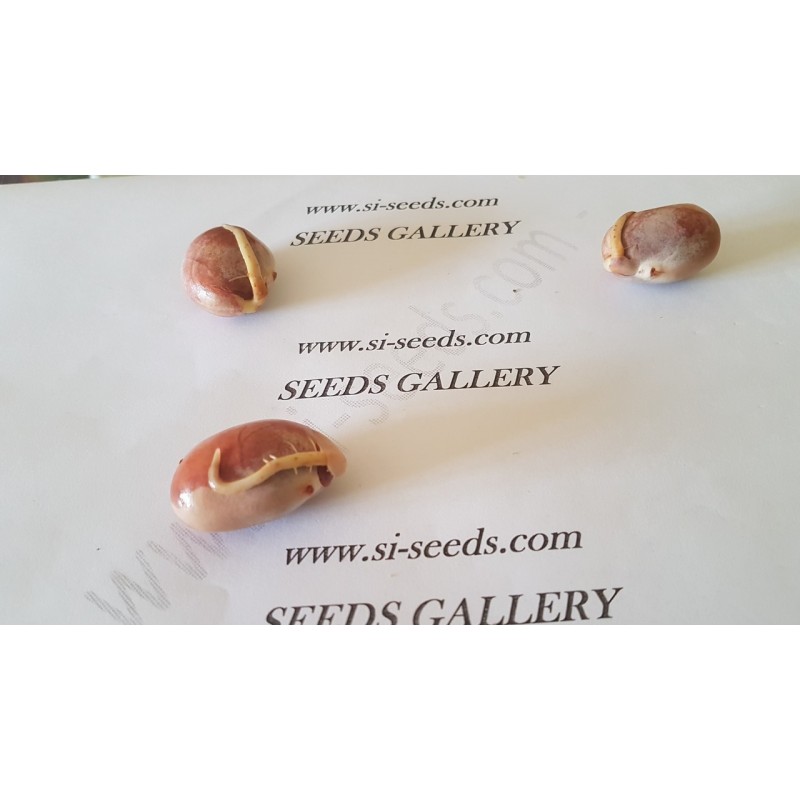 Sementes de Jaqueira - Jaca (Artocarpus heterophyllus) | 5,00 €