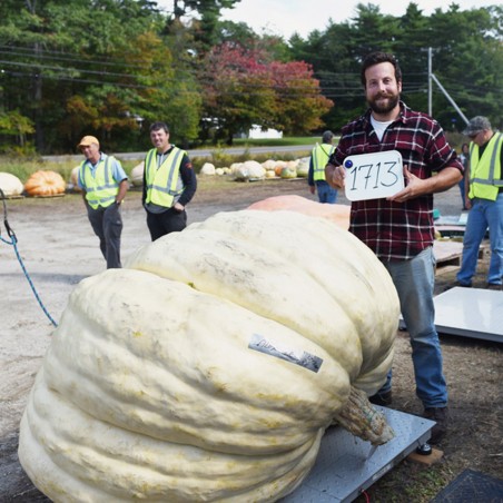 Price: €3.85 - Semillas de Calabaza Gigante Lumina - Seeds Gallery