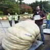 Giant White Pumpkin Seeds LUMNIA