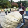 Price: €3.85 - Semillas de Calabaza Gigante Lumina - Seeds Gallery
