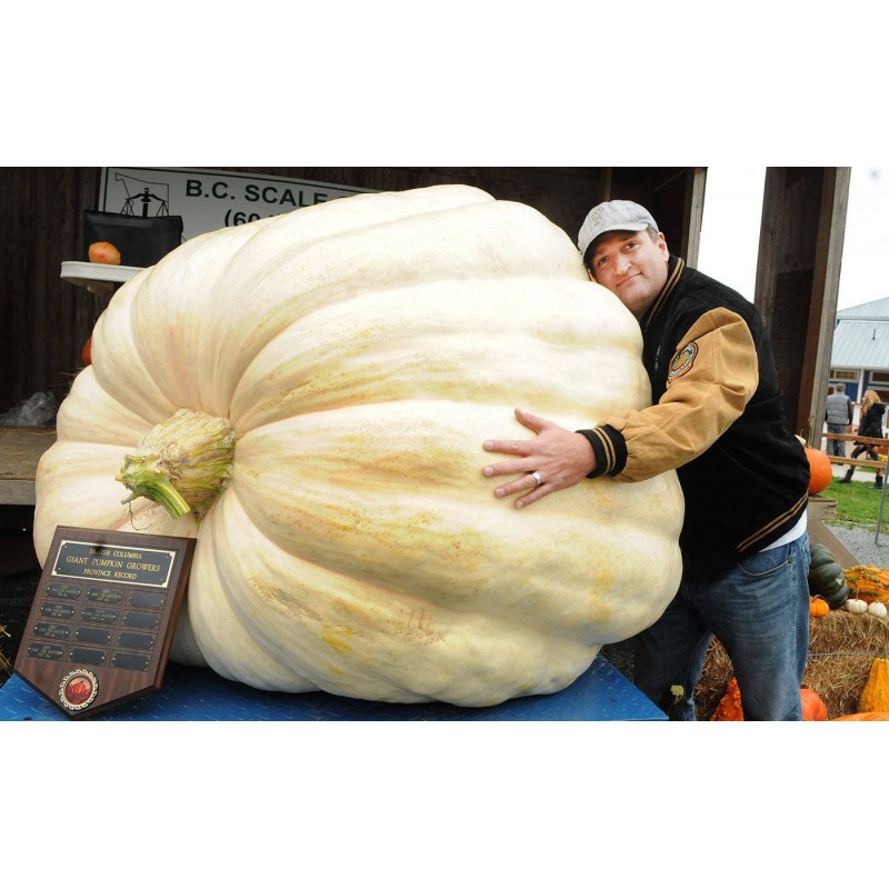 Price: €3.85 - Semillas de Calabaza Gigante Lumina - Seeds Gallery