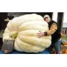 Giant White Pumpkin Seeds LUMNIA