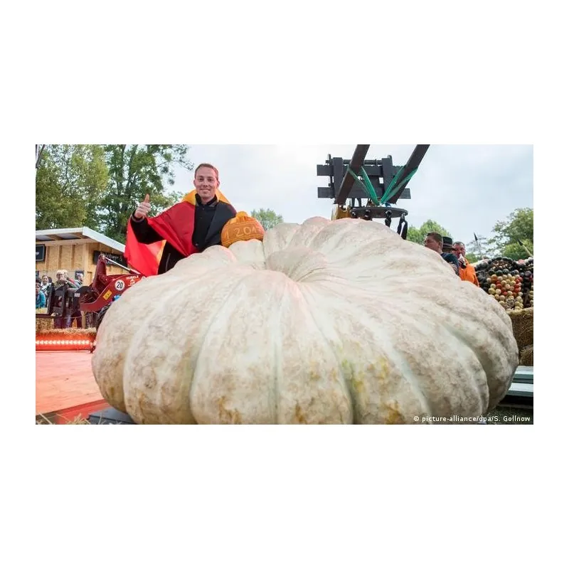 Giant White Pumpkin Seeds LUMNIA