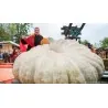 Giant White Pumpkin Seeds LUMNIA