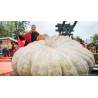 Price: €3.85 - Semillas de Calabaza Gigante Lumina - Seeds Gallery