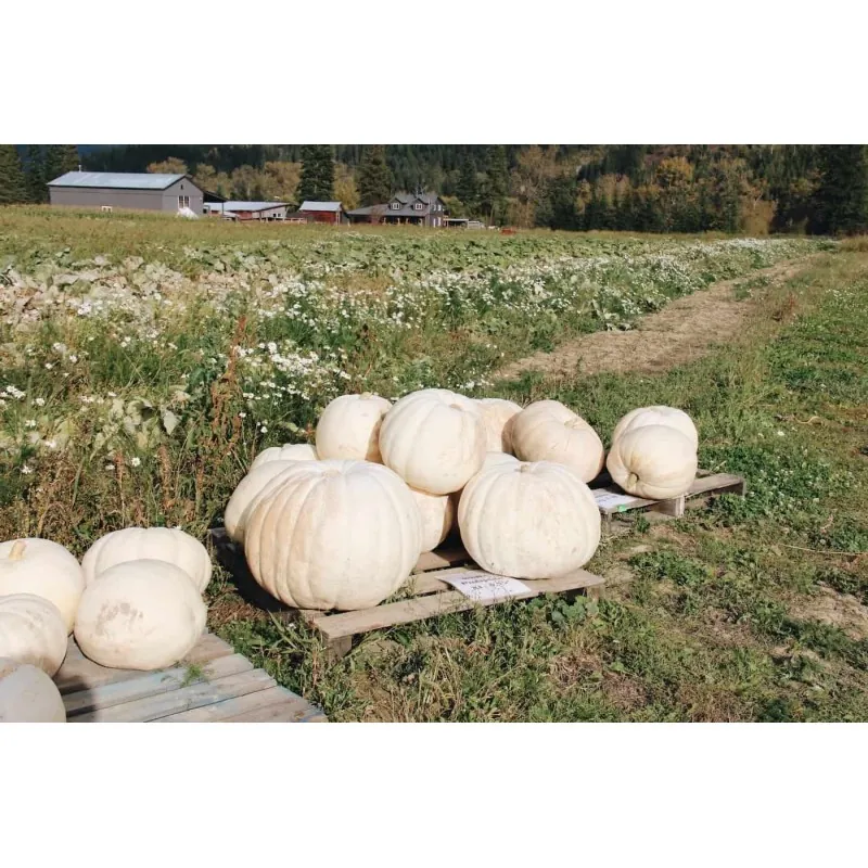 Giant White Pumpkin Seeds LUMNIA