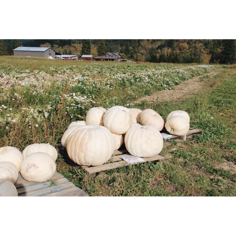 Price: €3.85 - Riesen Weiße Kürbis Samen Lumina - Seeds Gallery