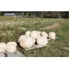 Giant White Pumpkin Seeds LUMNIA