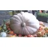 Giant White Pumpkin Seeds LUMNIA