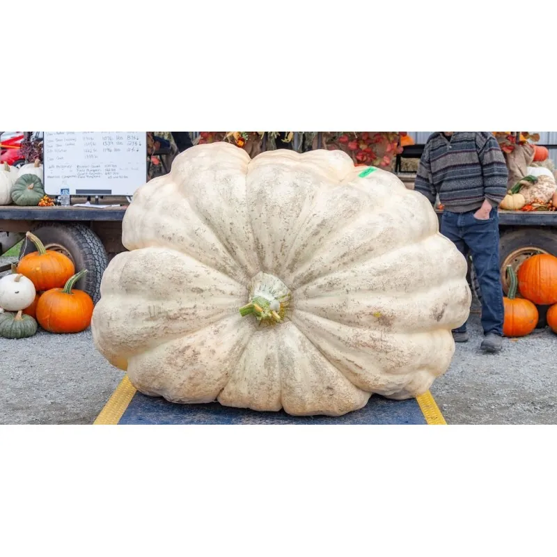 Giant White Pumpkin Seeds LUMNIA