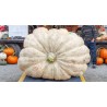 Price: €3.85 - Semillas de Calabaza Gigante Lumina - Seeds Gallery
