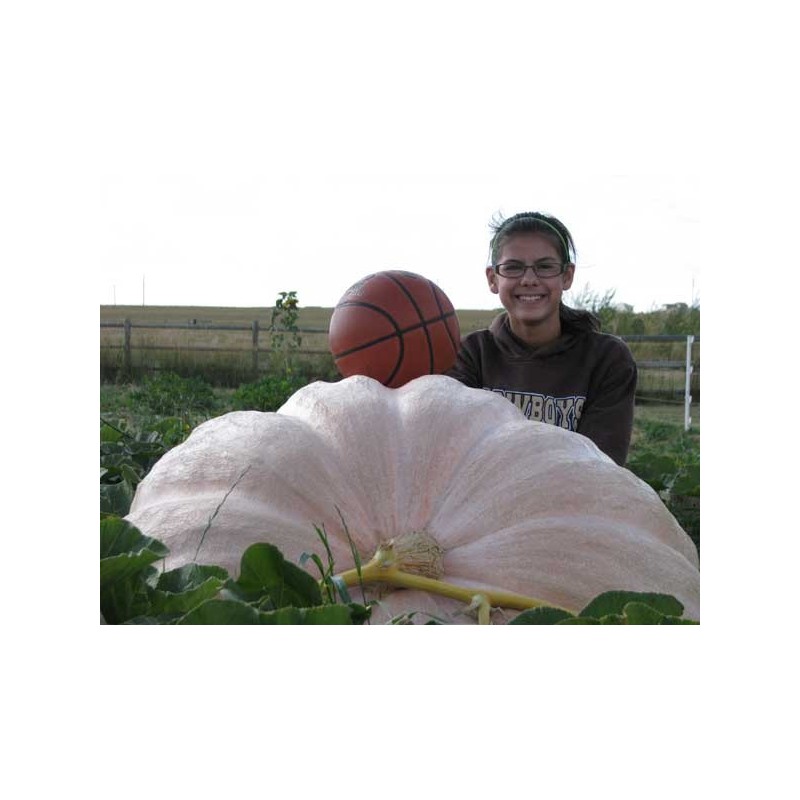 Price: €3.85 - Semillas de Calabaza Gigante Lumina - Seeds Gallery