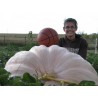 Price: €3.85 - Semillas de Calabaza Gigante Lumina - Seeds Gallery