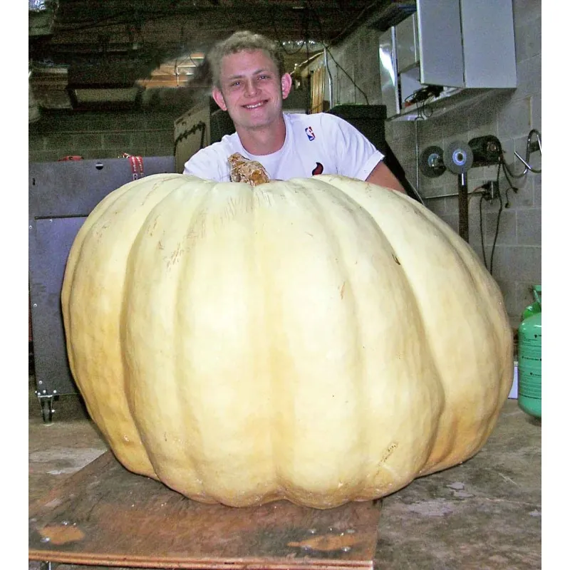 Giant White Pumpkin Seeds LUMNIA