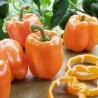 Price: €1.95 - Orange Sun Sweet Pepper Seeds - Seeds Gallery