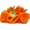 Price: €1.95 - Orange Sun Sweet Pepper Seeds - Seeds Gallery