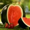 Sugar Baby Watermelon Seeds