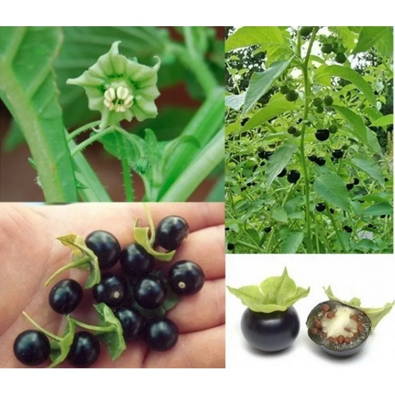 Jaltomato Seeds (Jaltomata Procumbens)