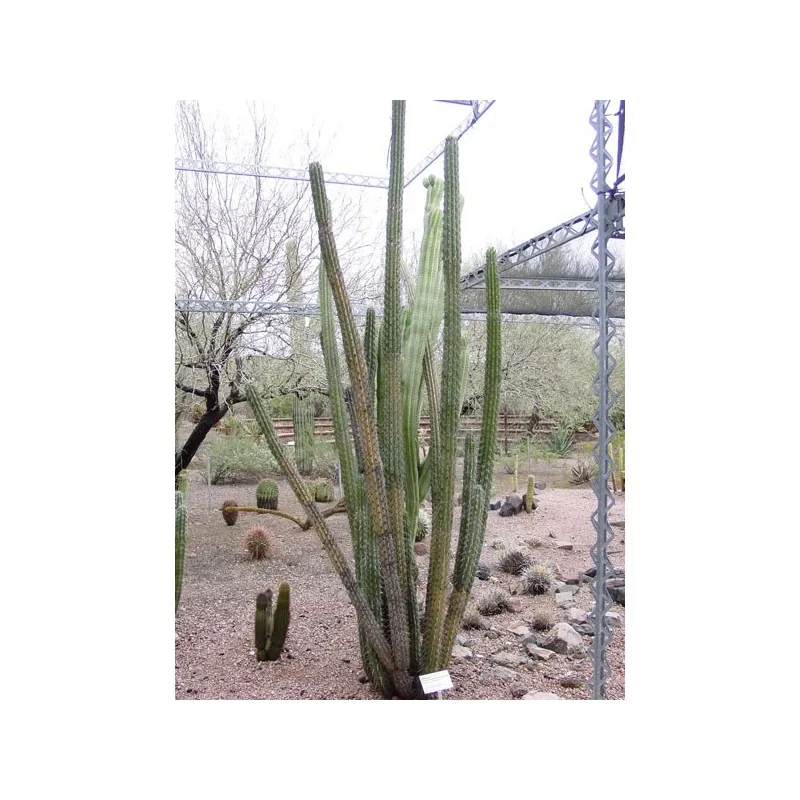 Cactus seeds Pachycereus hollianus Blanco