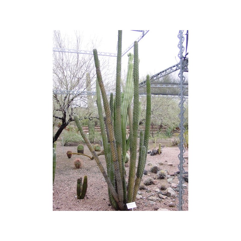Sementes de cacto Pachycereus hollianus Blanco