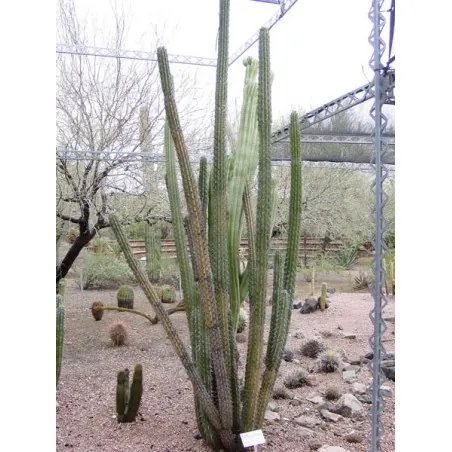Cactus seeds Pachycereus hollianus Blanco