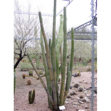 Sementes de cacto Pachycereus hollianus Blanco