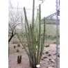Cactus seeds Pachycereus hollianus Blanco