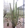 Sementes de cacto Pachycereus hollianus Blanco