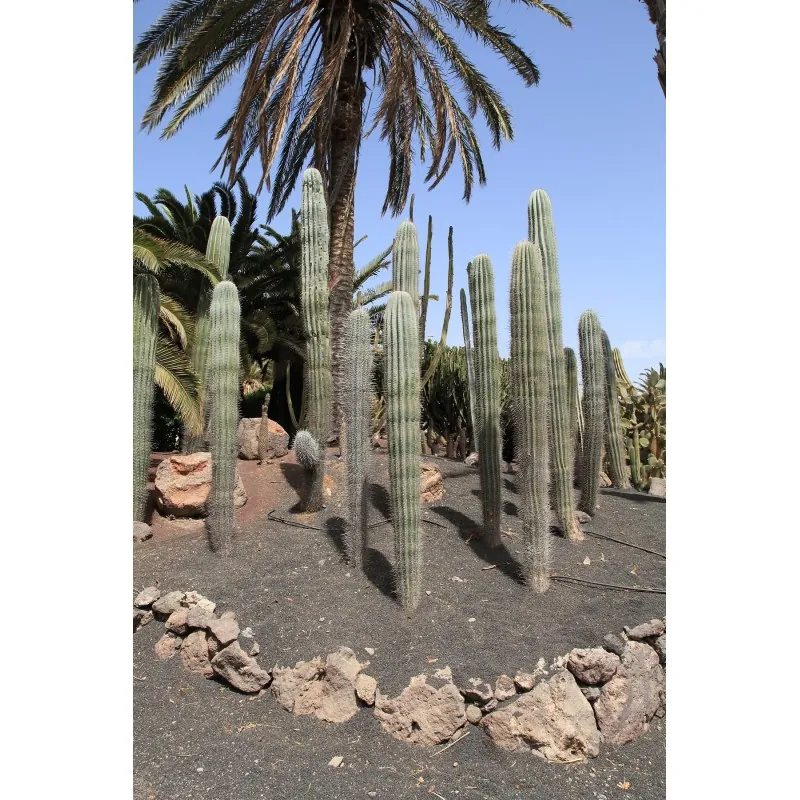 Cactus seeds Pachycereus hollianus Blanco