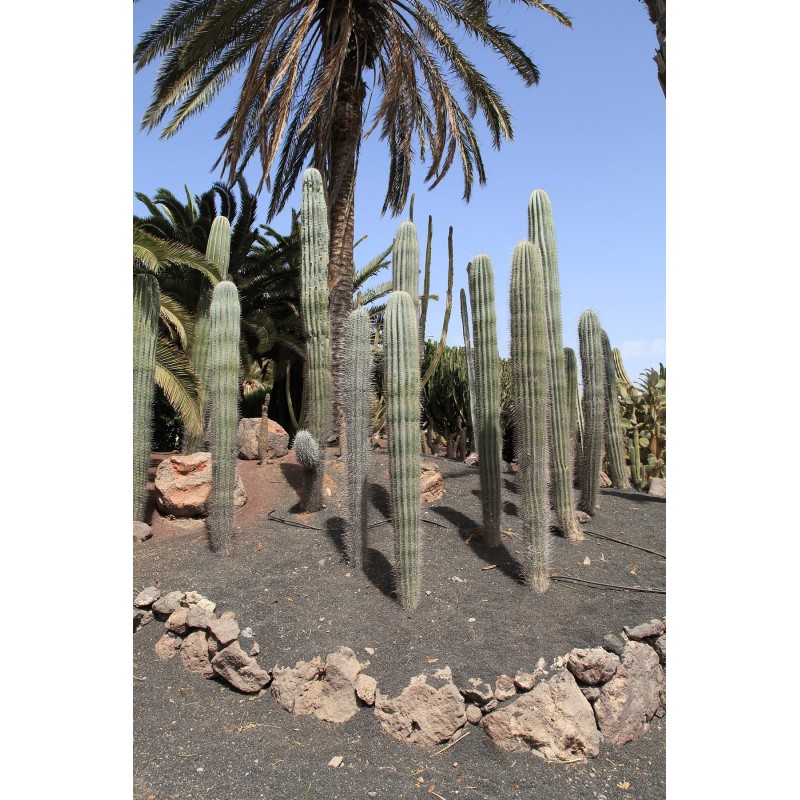 Sementes de cacto Pachycereus hollianus Blanco