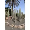 Cactus seeds Pachycereus hollianus Blanco