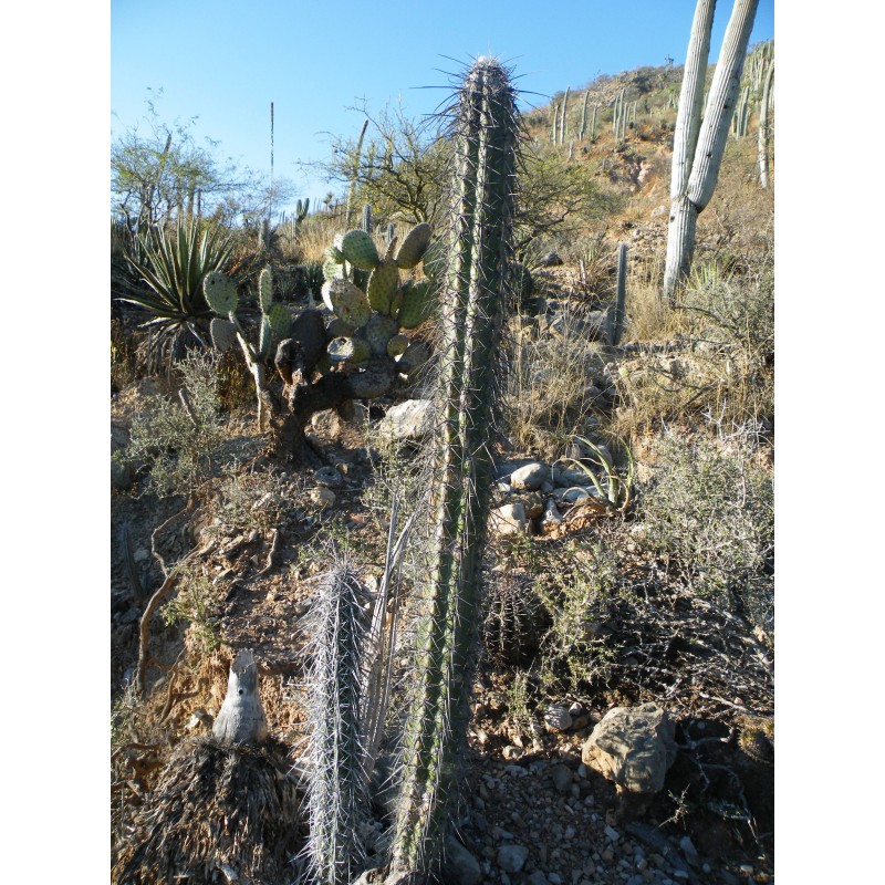 Sementes de cacto Pachycereus hollianus Blanco