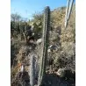 Cactus seeds Pachycereus hollianus Blanco