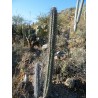 Sementes de cacto Pachycereus hollianus Blanco