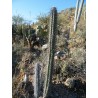 Price: €2.15 - Σπόροι κάκτου Pachycereus hollianus 'Blanco' - 